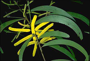 APII jpeg image of Acacia blakei  © contact APII