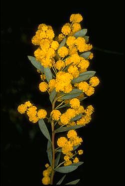 Photo of Acacia buxifolia
