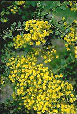 Photo of Acacia buxifolia