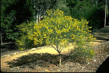 Photo of Acacia calamifolia