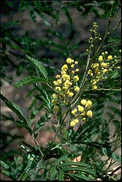 APII jpeg image of Acacia cangaiensis  © contact APII