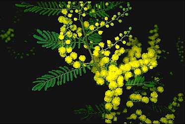 Photo of Acacia cardiophylla