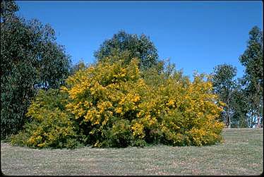 Photo of Acacia cardiophylla