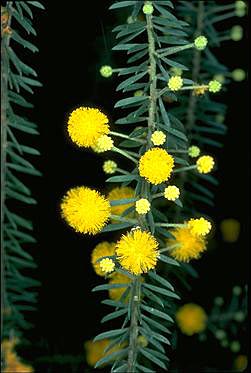 Photo of Acacia conferta