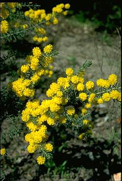 Photo of Acacia conferta