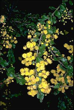 APII jpeg image of Acacia costiniana  © contact APII