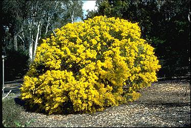 Photo of Acacia cultriformis