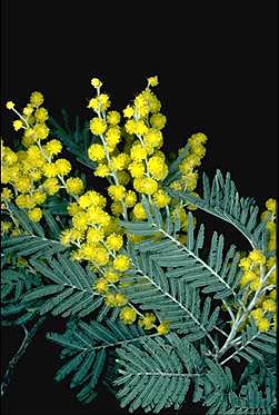 Photo of Acacia dealbata