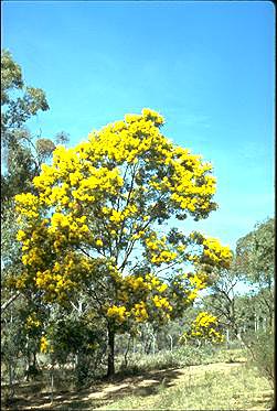 Photo of Acacia decurrens