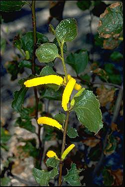 Photo of Acacia denticulosa