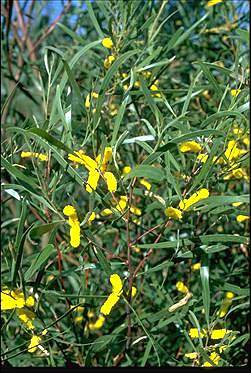 Photo of Acacia doratoxylon