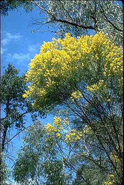 Photo of Acacia doratoxylon