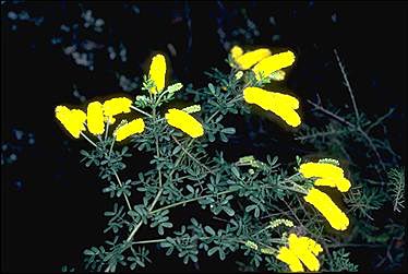 Photo of Acacia drummondii