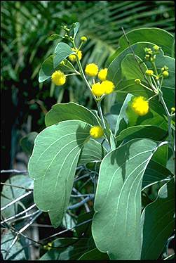 Photo of Acacia dunnii