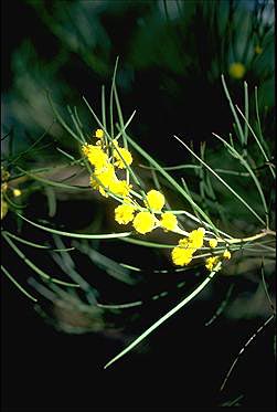 Photo of Acacia elongata