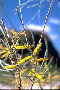 APII jpeg image of Acacia eriopoda  © contact APII