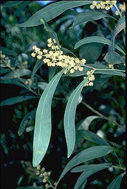Photo of Acacia falcata