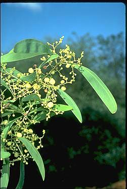 Photo of Acacia falciformis
