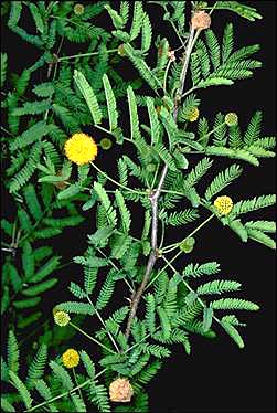 Photo of Acacia farnesiana