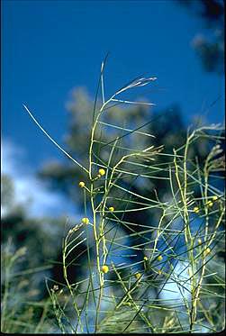 APII jpeg image of Acacia fragilis  © contact APII