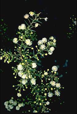 Photo of Acacia genistifolia