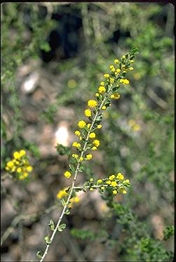 Photo of Acacia glandulicarpa