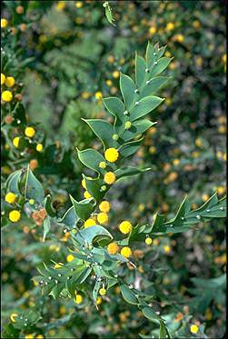 Photo of Acacia glaucoptera