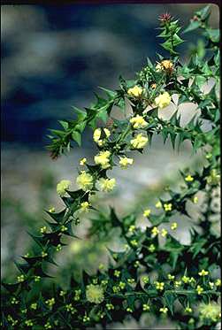 Photo of Acacia gunnii