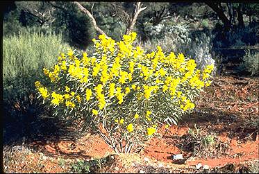 Photo of Acacia hakeoides