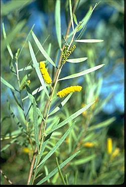 APII jpeg image of Acacia hammondii  © contact APII