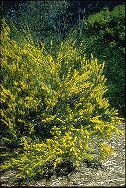 APII jpeg image of Acacia havilandiorum  © contact APII