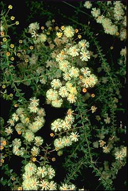Photo of Acacia hubbardiana