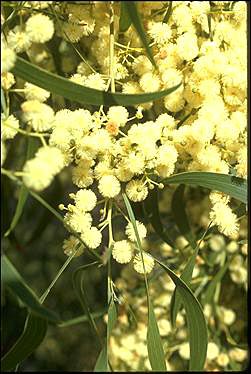 Photo of Acacia implexa