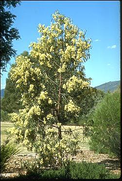 Photo of Acacia implexa