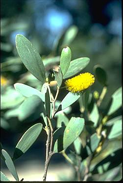 Photo of Acacia kempeana