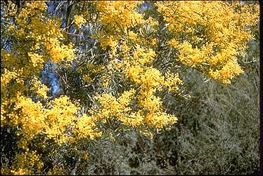 Photo of Acacia kettlewelliae