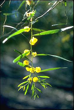 Photo of Acacia leprosa
