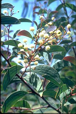 Photo of Acacia leptoloba