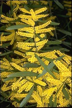 Photo of Acacia longifolia