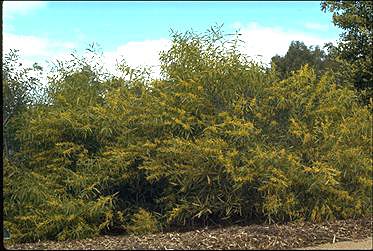 Photo of Acacia longifolia