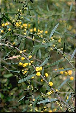 Photo of Acacia montana