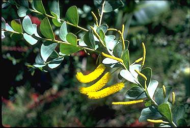 Photo of Acacia mountfordiae