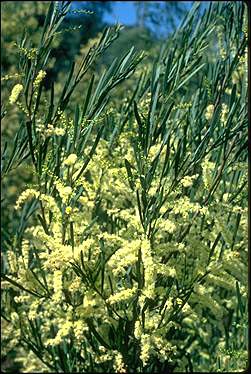 Photo of Acacia mucronata