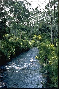 Photo of Acacia mucronata