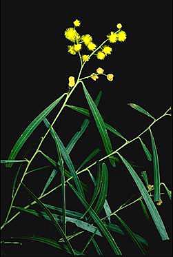 APII jpeg image of Acacia neriifolia  © contact APII