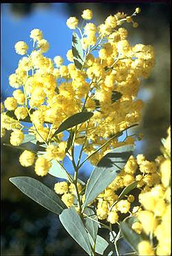 Photo of Acacia obliquinervia