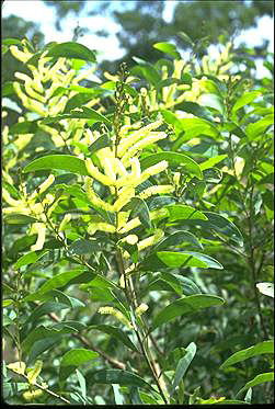 Photo of Acacia oncinocarpa