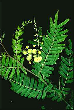 Photo of Acacia oshanesii