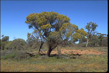 Photo of Acacia papyrocarpa
