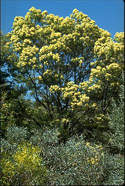 Photo of Acacia parramattensis